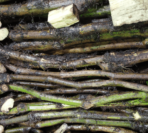 Chui Jhal  Dal ( চিকন কাণ্ড)