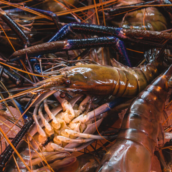 বিষমুক্ত ফ্রেশ  চিংড়ি