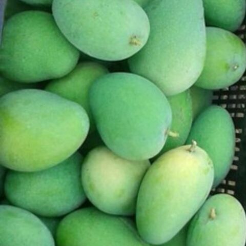 হিমসাগর আম - সরাসরি বাগান থেকে (কেমিক্যাল মুক্ত)
